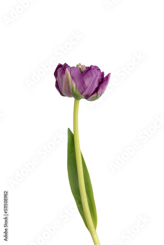 Fototapeta Naklejka Na Ścianę i Meble -  Lilac tulip flowers on white background.