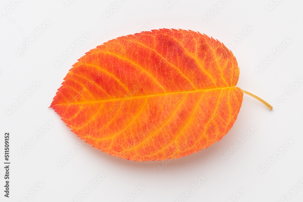 Beautiful colorful autumn leaves isolated on white background.