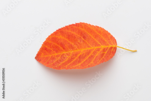 Beautiful colorful autumn leaves isolated on white background.