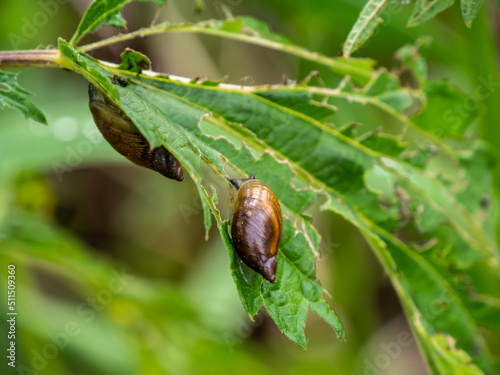 Close-up of a tiny amber snail that is crawling on a plant leaf on a warm day in June with blurred vegetation in the background. photo