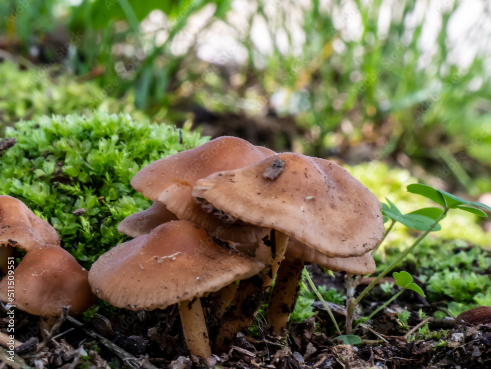 Close-up of a bunch of brown mushrooms that are growing on a lawn on a warm day in june with a blurred background. Close-up of a bunch of brown mushrooms that are growing on a lawn on a warm day in june with a blurred background.