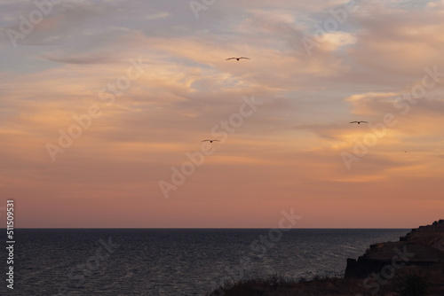 Evening Landscape After Sunset, Seagulls Flying Over Sea on the Horizon