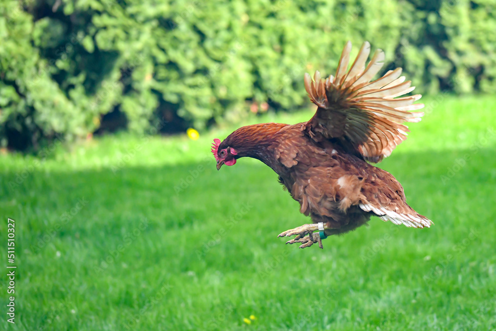 Fototapeta premium The chicken spread its wings and flies against the background of green trees.