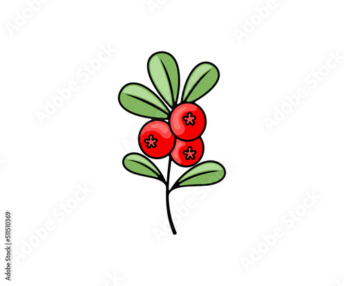 Cowberry, lingonberry, cranberry and foxberry, berries, vector design and illustration. Food and meal, nature, agriculture and farming, icon and logo