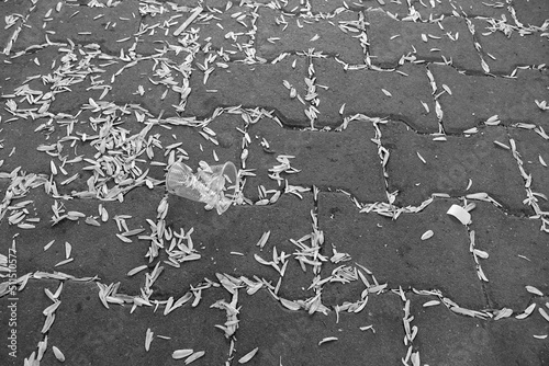 people pollute the parks, the park area polluted with sunflower shells, environmental pollution,