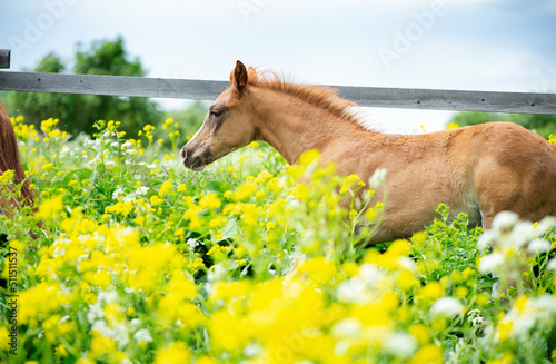 portrait of running chestnut foal in yellow flowers blossom paddock.