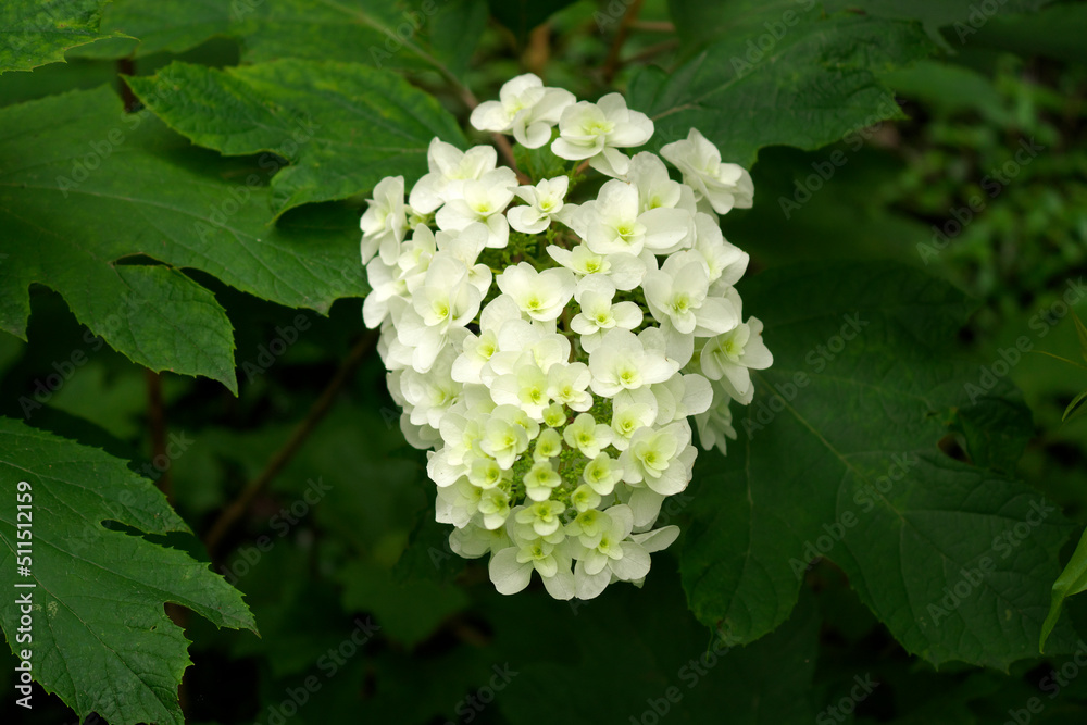 雨上がりの紫陽花 雨上がりの紫陽花