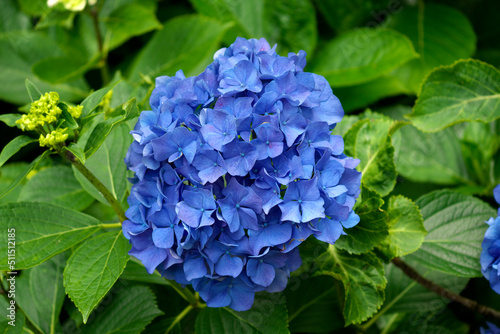 雨上がりの紫陽花