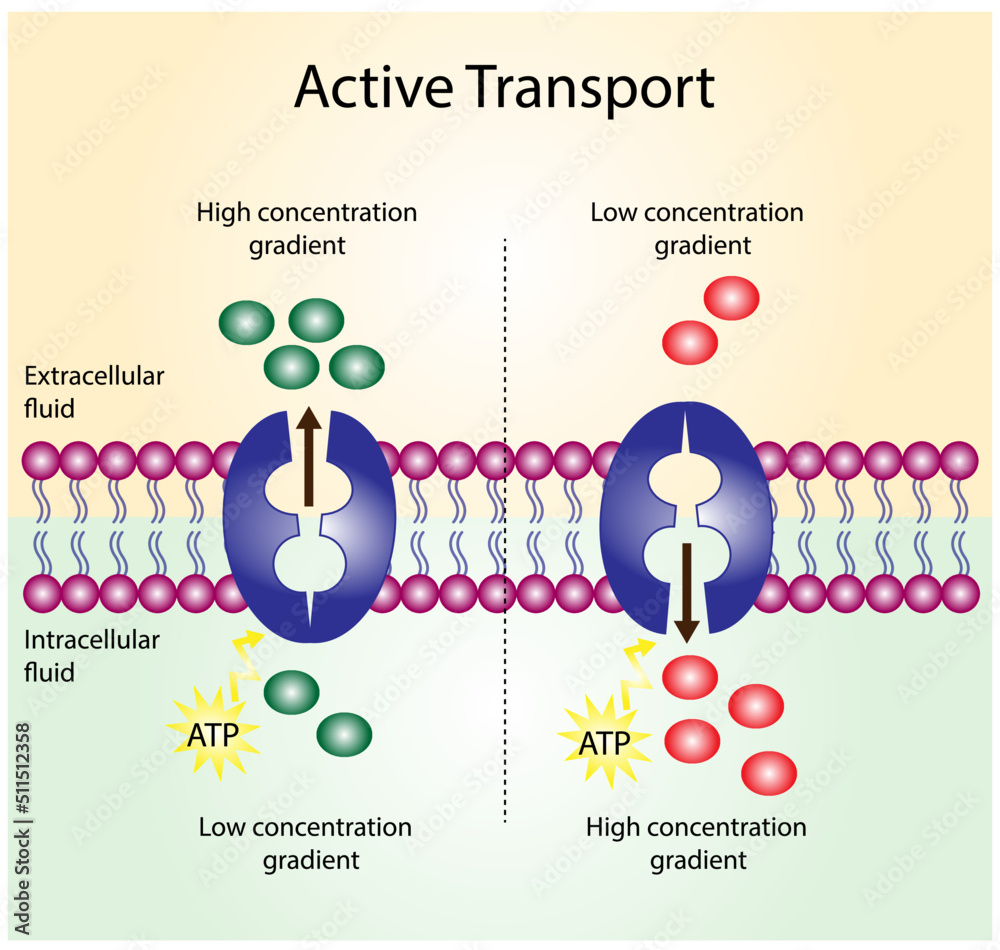 Active Transport Definition Types Examples 45 OFF