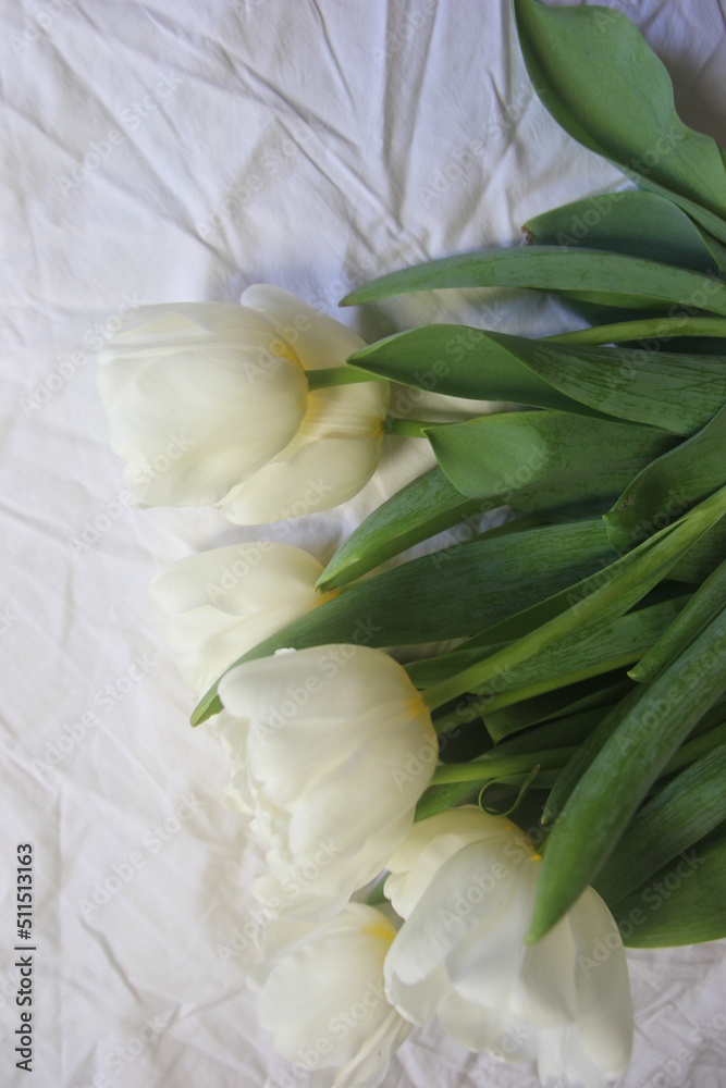 Fototapeta premium WHITE TULIPS. Beautiful white tulips lie on a white bedspread