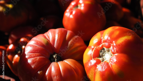Cagot rempli de belles tomates rouges, de la variété cœur de bœuf