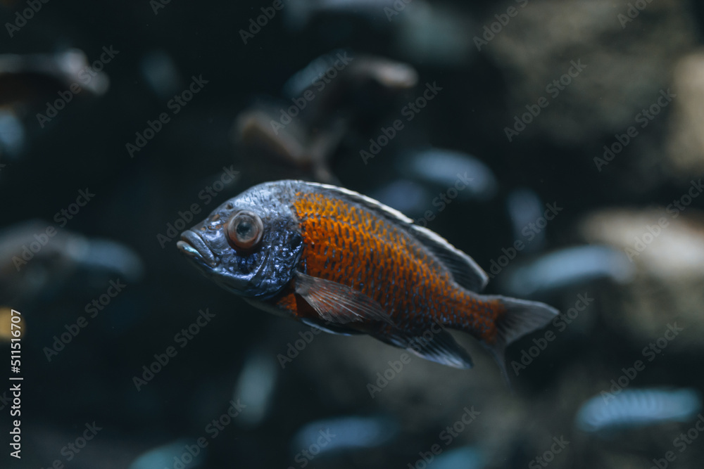 Amazing close up of fish in the oceanarium Amazing close up of fish in the oceanarium