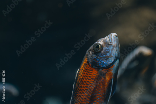 Amazing close up of fish in the oceanarium