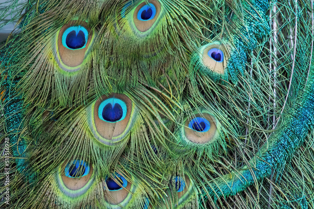Fototapeta premium Peacock Feathers in a close up
