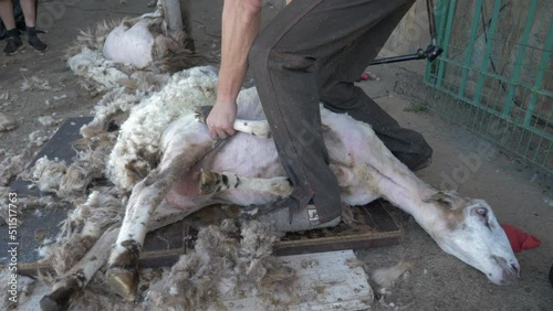 Close up shot of man shearing his sheep for the wool. A detailed view of a muscular shepherd shearing his sheep for the wool. Australian shearing method 