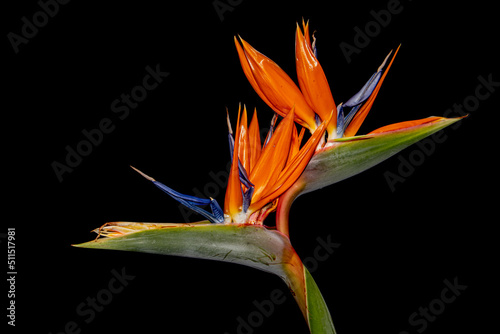 Crane flower isolated on black background, also known as bird of paradise, isigude, Strelitzia reginae or Strelitzie photo