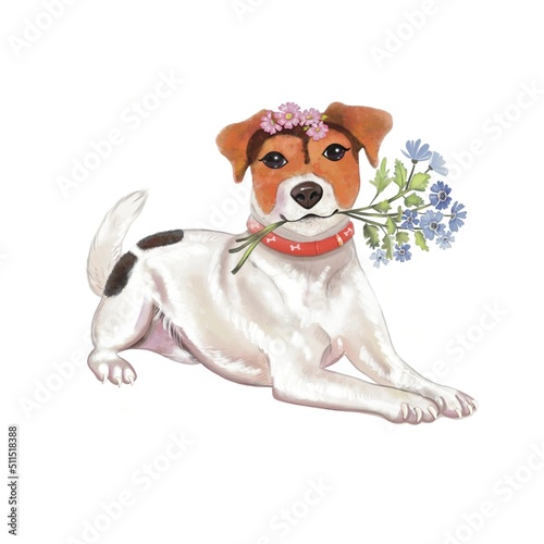 Dog Jack Russell Terrier lies. The puppy holds blue flowers in his teeth. Design element. Cute watercolor print for design on a white background.