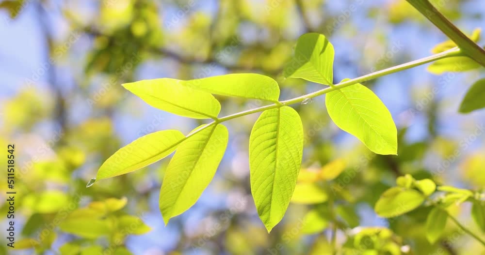 Slow motion video of spring blossoms tree walnuts with young green leaves on blue sky
