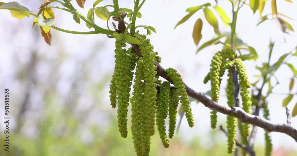 Slow motion video of spring blossoms tree walnuts with young green leaves on blue sky