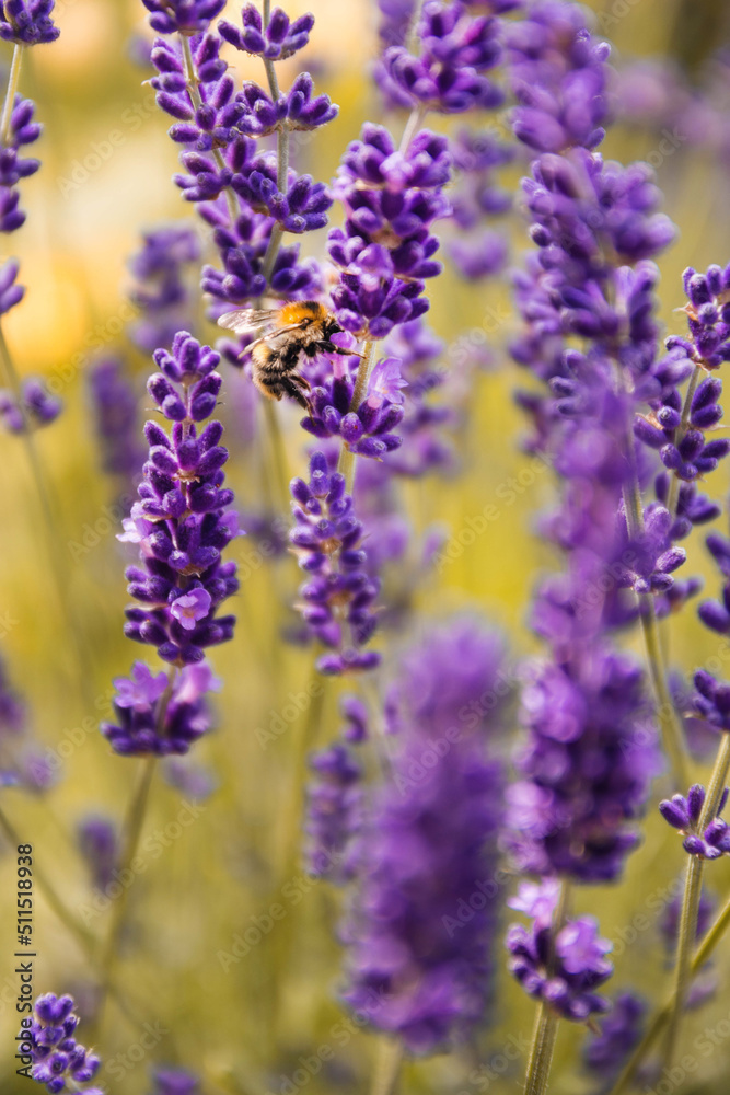 Honey Bee on lavender Honey Bee on lavender