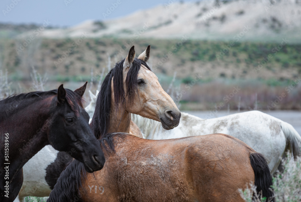 Fototapeta premium Herd of western ranch horses being rounded up and driven to summer pastures 