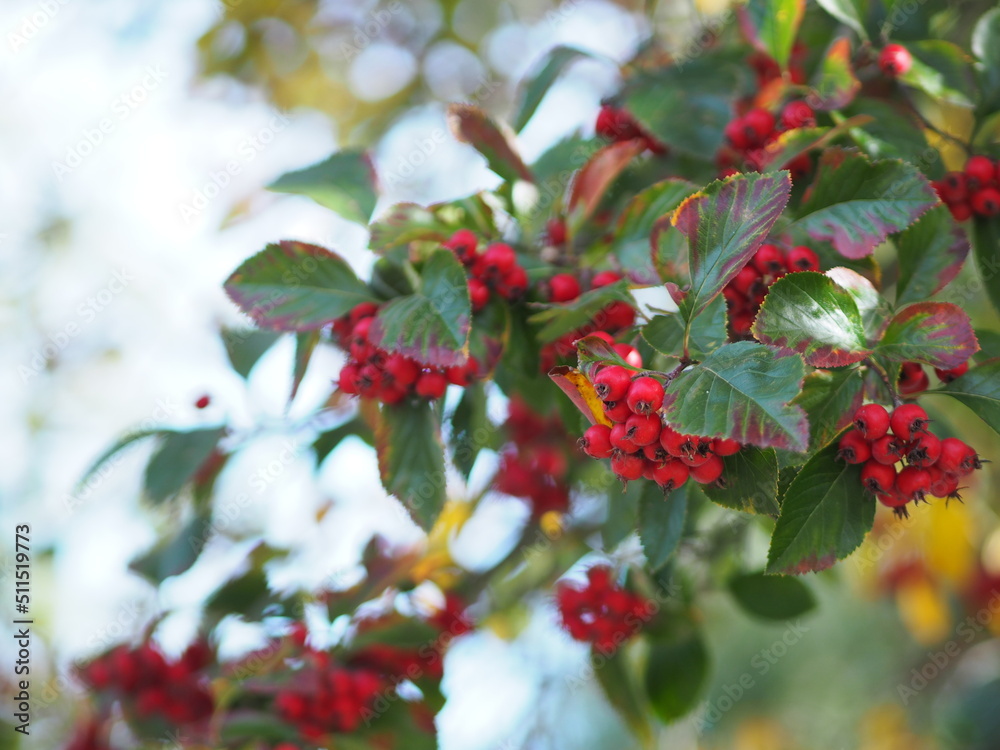 Red Siberian Crab apple fruit on a young tree in autumn season, wild berries, malus baccata nature background Red Siberian Crab apple fruit on a young tree in autumn season, wild berries, malus baccata nature background