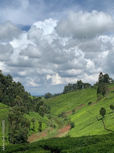 Tea Farm