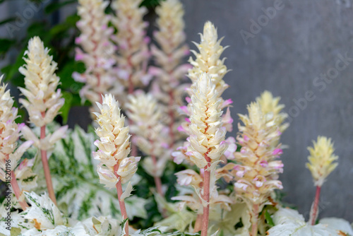 Fotografia Selective focus of Acanthus (Tasmanian Angel) flower in the garden, Bold leaves with white margins and mottling, Ornamental flower stalks of pink and cream in summer, Nature floral background