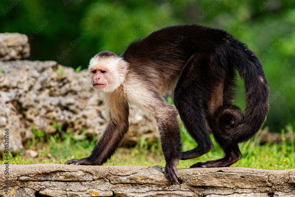japanese macaque sitting on a rock