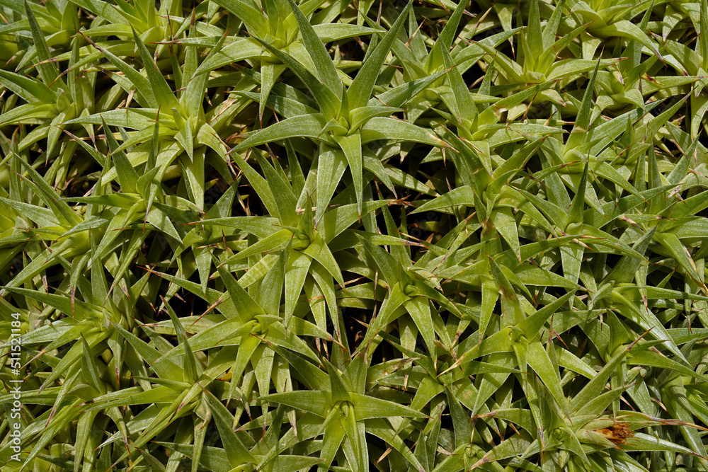 Green succulent leaves background pattern Green succulent leaves background pattern
