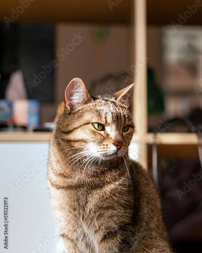 Striped tabby beige cat with green eyes sitting in the home room in sunny cute pets animals selective focus