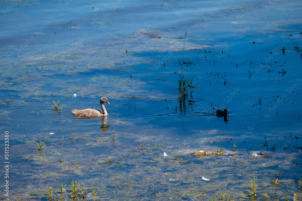 Schwäne im See bei Arbon, Thurgau Schwäne im See bei Arbon, Thurgau