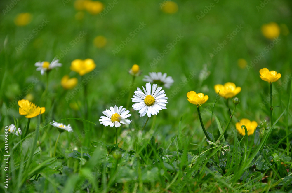 Several wild daisies closeup on blurred greenery grass with  yellow buttercups background. Outdoors photo. Free copy space..Greeting concept.