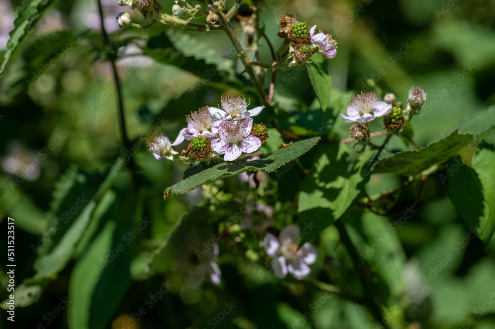 Blüten im Sommer bei Arbon im Thurgau
