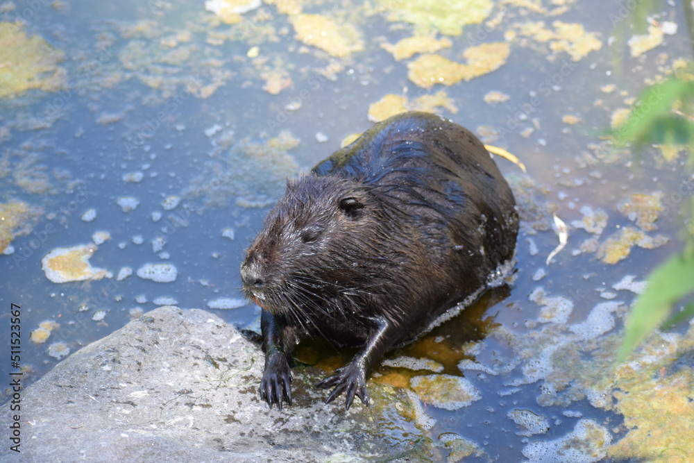 Nutria auf einem STein