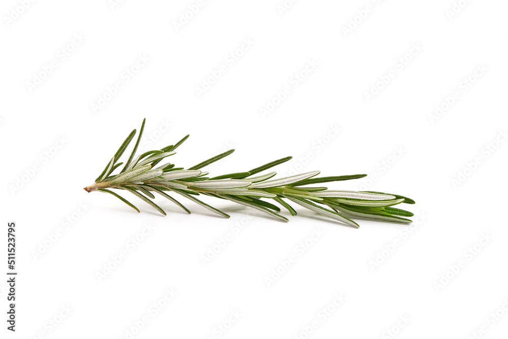 Sprig of rosemary, isolated on white background. Sprig of rosemary, isolated on white background.