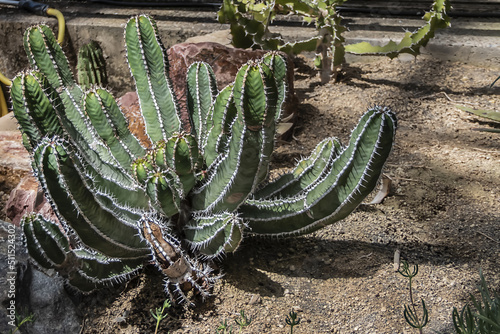 Photography Various types of cacti in Hortus Botanicus