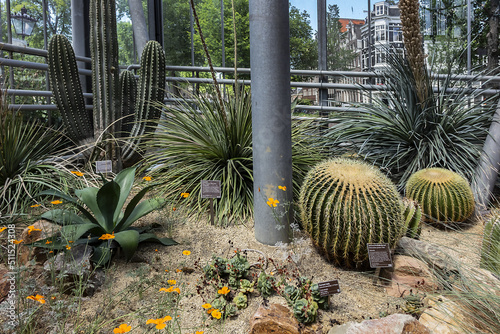 Photography Various types of cacti in Hortus Botanicus