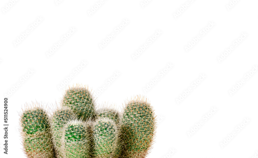 cactus isolated on white cactus isolated on white