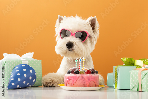 White dog west highland white terrier, celebrating a birthday with a cake and gifts