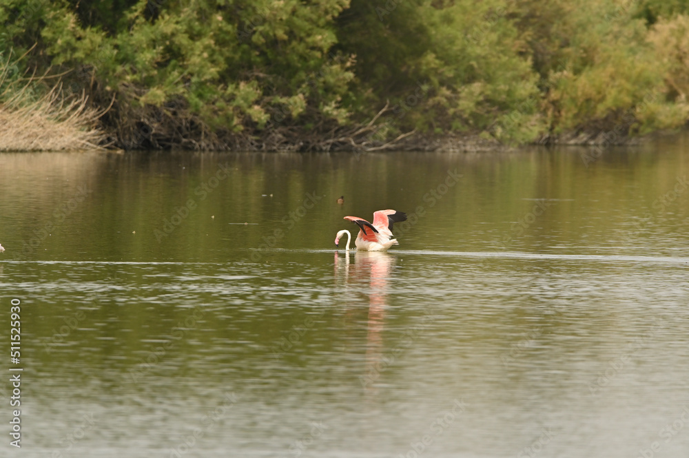 flamencos en lago