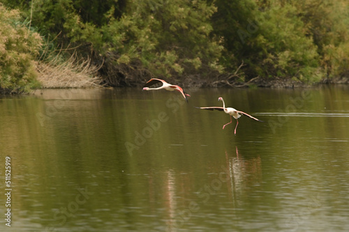 flamencos en lago