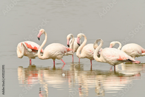 flamencos en lago