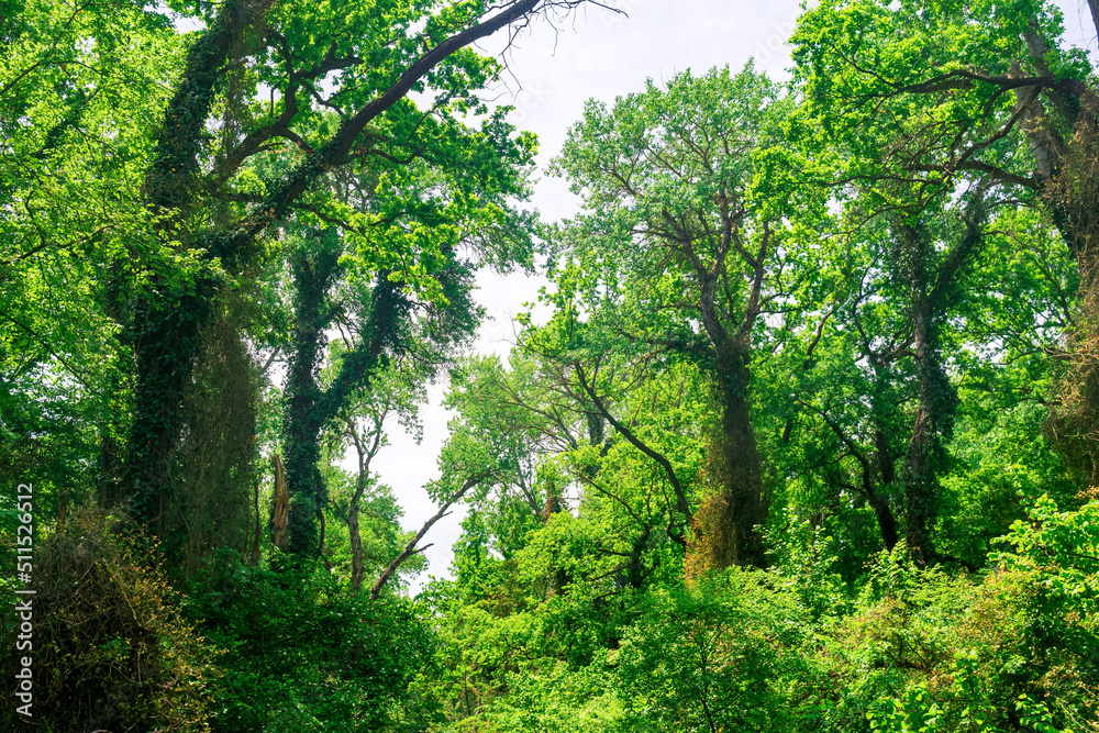 liana-covered trees in a subtropical broadleaf forest in the delta of the Samur River liana-covered trees in a subtropical broadleaf forest in the delta of the Samur River
