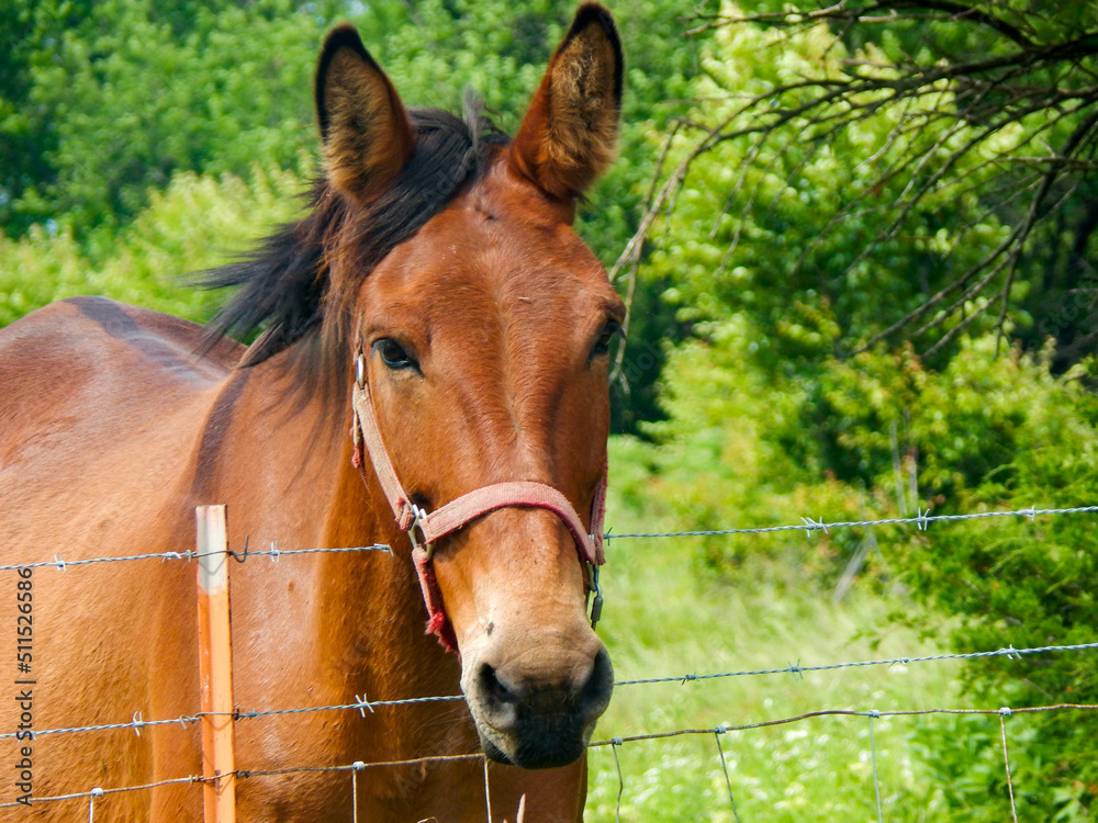 Naklejka premium portrait of a horse