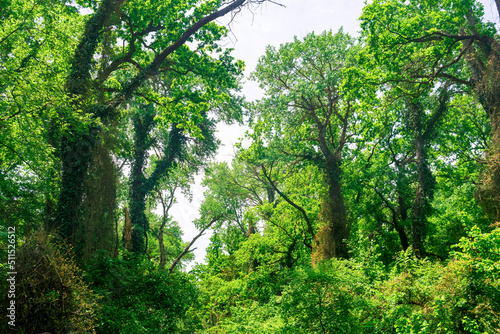 liana-covered trees in a subtropical broadleaf forest in the delta of the Samur River