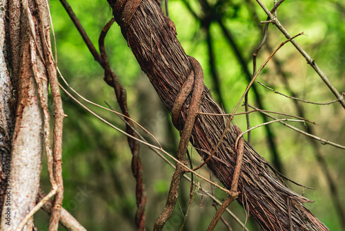 stems of climbing and creeping plants in a subtropical forest close-up