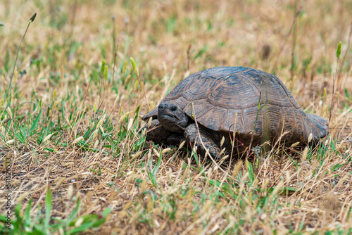 greek tortoise among dry grass outdoor