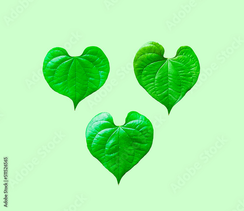 Isolated heart shape leaves with clipping path on green background
