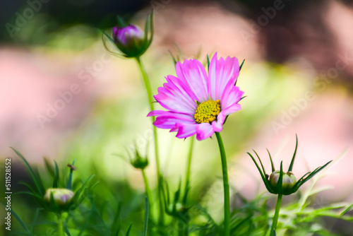 girl with pink flower